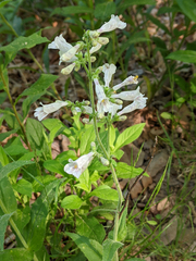 Penstemon pallidus