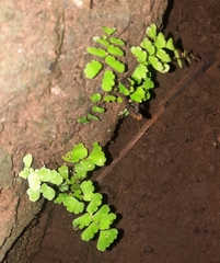 Adiantum tenerum