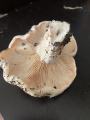 Lactarius alnicola