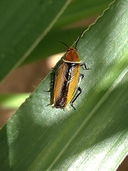 Ellipsidion gemmiculum