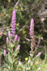 Nepeta tuberosa