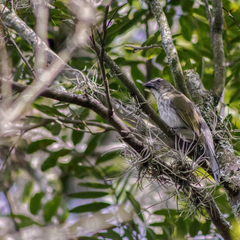Saltator striatipectus