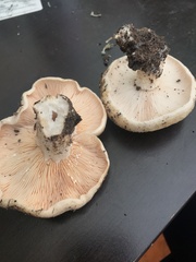 Lactarius alnicola