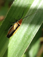 Ellipsidion gemmiculum