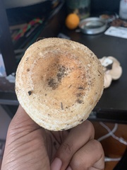 Lactarius alnicola