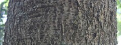 Araucaria bidwillii