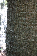 Araucaria bidwillii