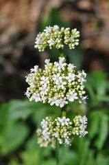 Valeriana italica