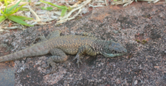 Tropidurus catalanensis