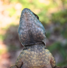 Tropidurus catalanensis