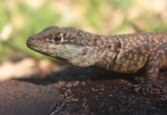 Tropidurus catalanensis