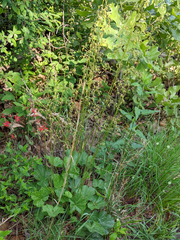 Heuchera richardsonii