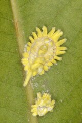 Icerya seychellarum