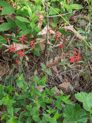 Silene virginica