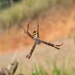 Argiope aetherea