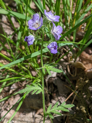 Phacelia gilioides