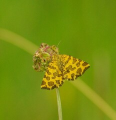Pseudopanthera macularia