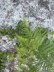 Pteridium