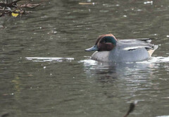 Anas crecca crecca