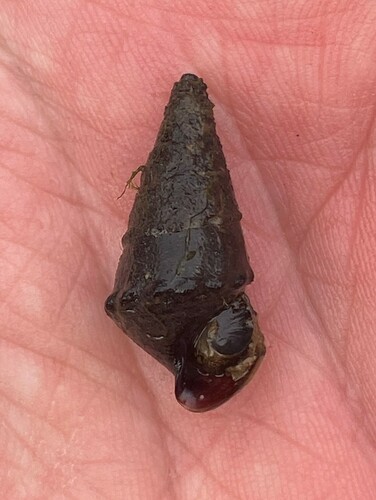 Silty Hornsnail