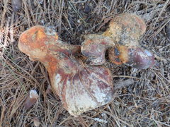 Albatrellaceae