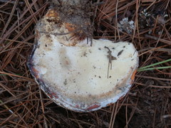 Albatrellaceae