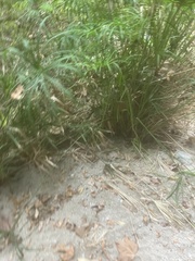 Cyperus alternifolius