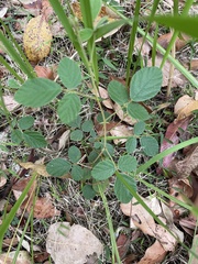 Desmodium rhytidophyllum