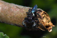 Mburuvicha galianoae