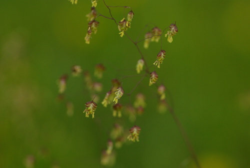 Briza minor