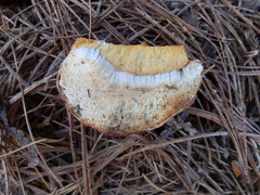 Albatrellaceae