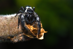 Mburuvicha galianoae