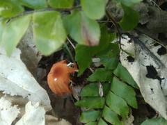 Podoscypha petalodes