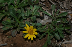 Pallenis maritima