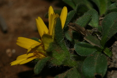 Pallenis maritima