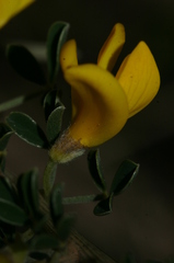 Calicotome intermedia