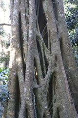 Ficus watkinsiana