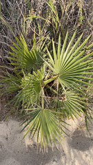 Washingtonia