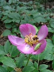 Paeonia broteri