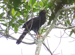Spizaetus tyrannus