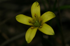 Gagea durieui