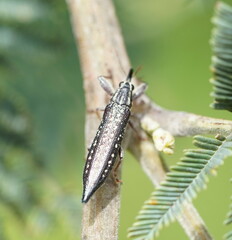 Rhinotia