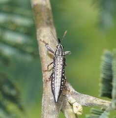 Rhinotia