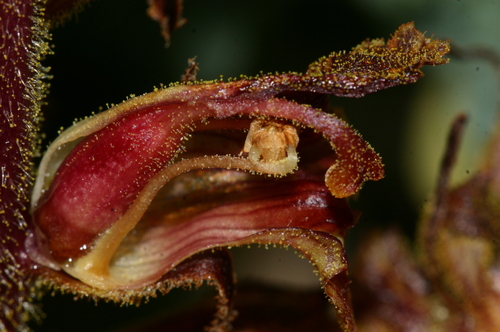 Orobanche gracilis image