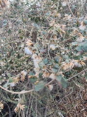 Brickellia californica