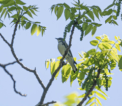 Setophaga cerulea