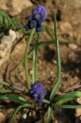 Muscari olivetorum