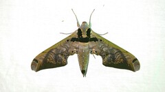 Adhemarius sexoculata