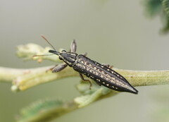 Rhinotia