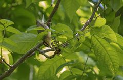 Helmitheros vermivorum